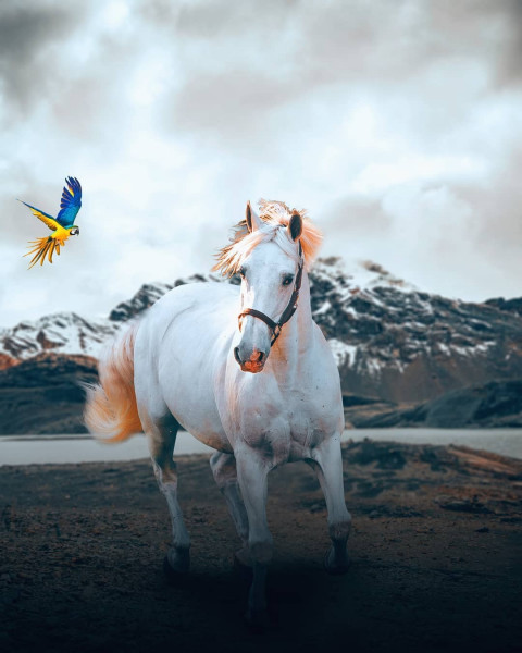White Horse New Picsart HD Background Download