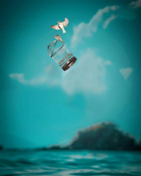 Wing With Birds Manipulation Photo Editing BAckground HD