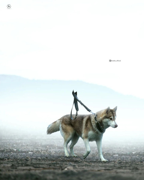 Wolf Viral Editing New CB Background Full HD