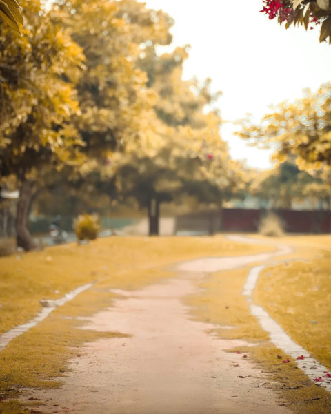 Yellow Flowers Free Blur Images Stock Photo Background New
