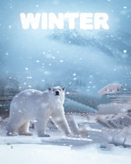 Bear Winter Editing Background HD Photoshop Picsart