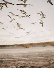 Birds Picsart Editing Background HD Free Download