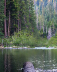 Forest Water Free Photo Editing Images For CB Background