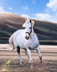 Horse Picsart Background Download HD