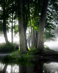 Picsart Editing Forest Trees Hd Image Background